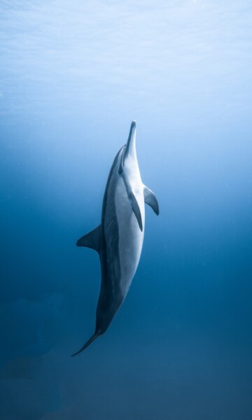 Dolphin