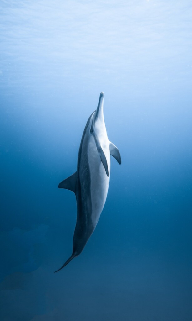 Dolphin