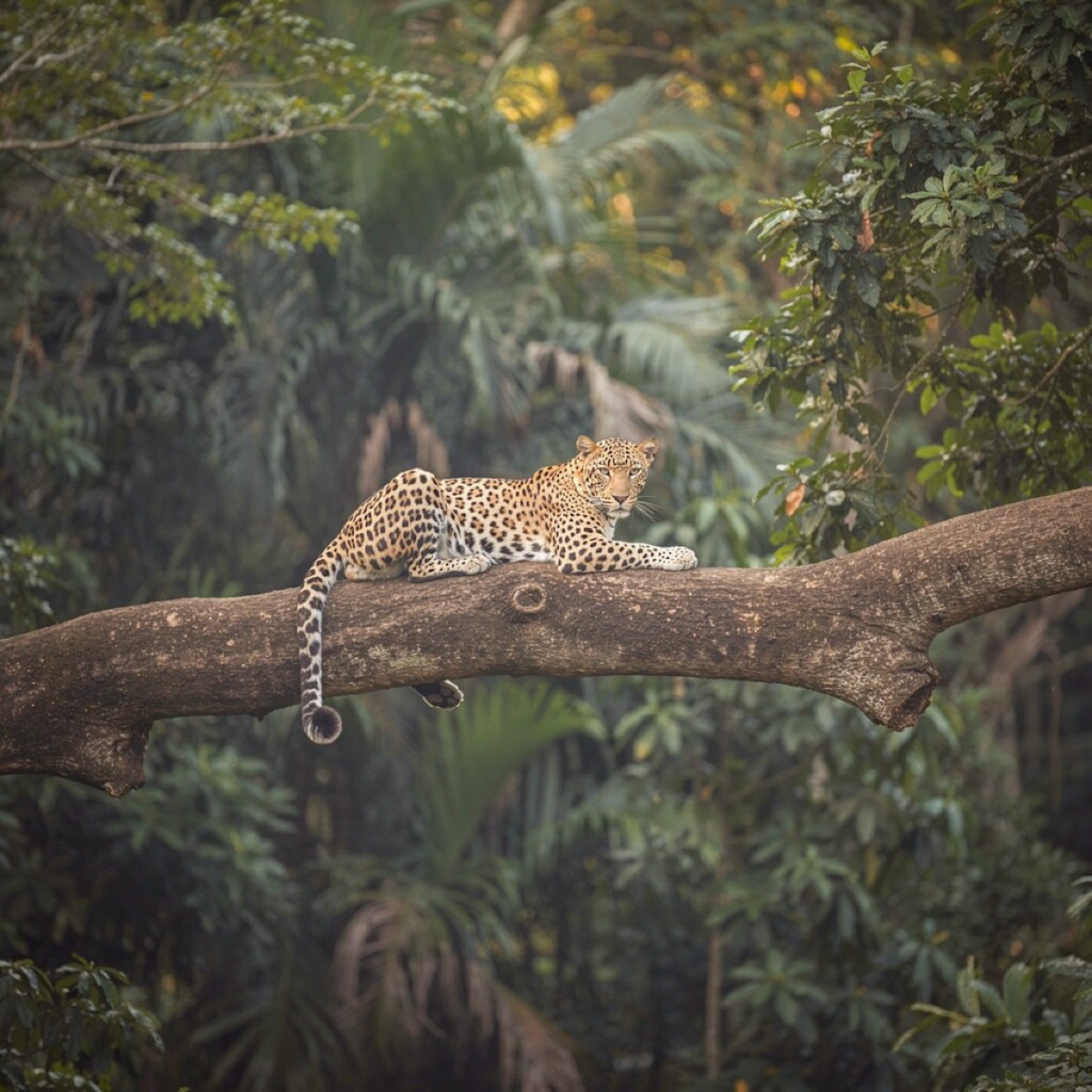 Leopard