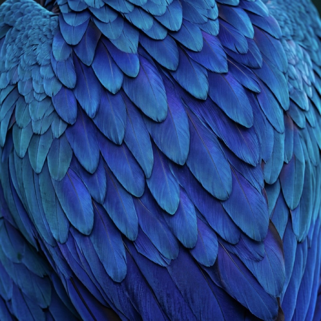 Parrot Feathers