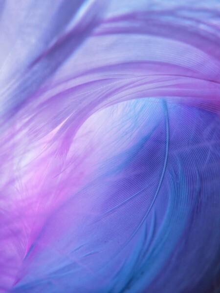 Sweet Feathers